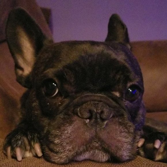 Meet your Posher, Timi - Picture 1 of 1